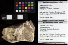 Foto (Objket + Etiketten) von Mundopsidae indet. 